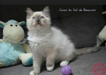 femelle blue point-mitted - 11 semaines - Chatterie Ragdolls du Val de Beauvoir